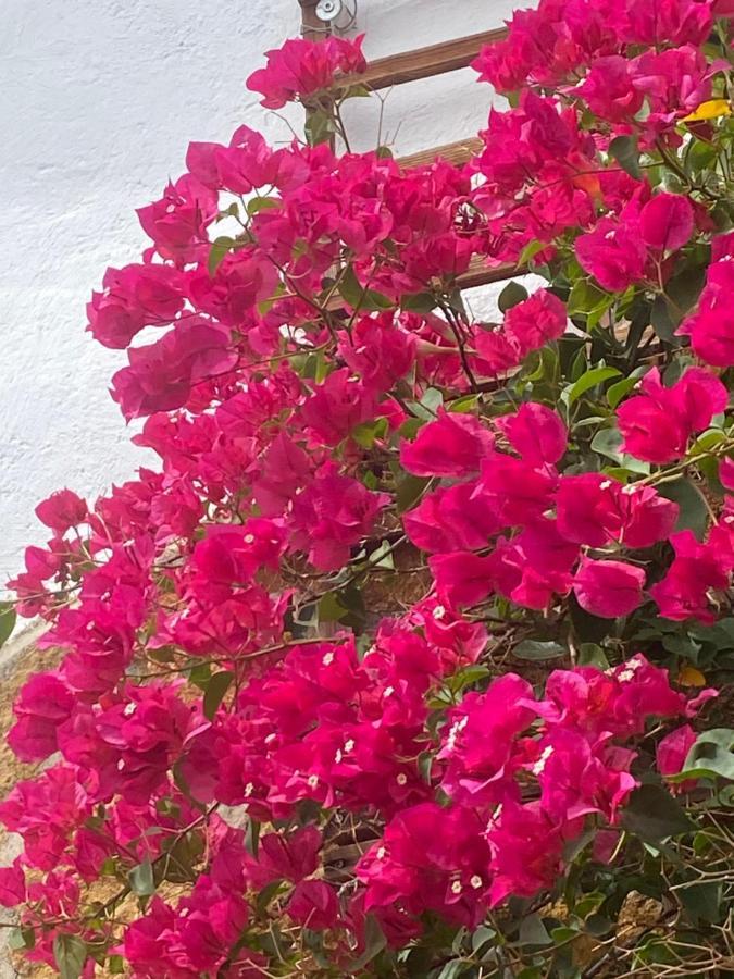 Cortijo Perejil, A Tranquil Mountain Escape & Private Pool Apartment Oria ภายนอก รูปภาพ